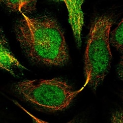 SNRNP25 Antibody, Novus Biologicals:Antibodies:Primary Antibodies